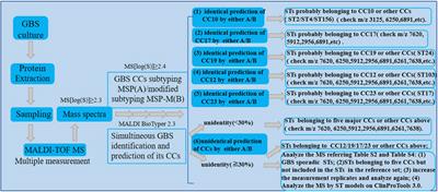 Automated classification of group B Streptococcus into different clonal complexes using MALDI-TOF mass spectrometry